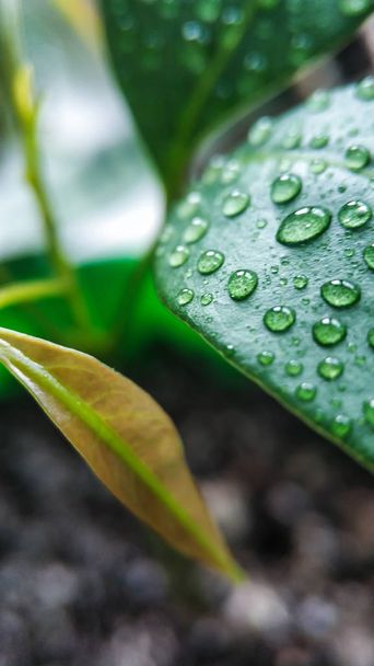 Σταγόνες νερού σε πράσινα φύλλα ενός φυτού λίτσι. Για φόντο και υφή κοντινό πλάνο - Φωτογραφία, εικόνα