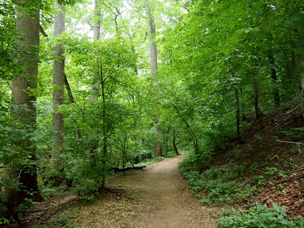 Feldweg führt abwärts durch den Wald - Foto, Bild