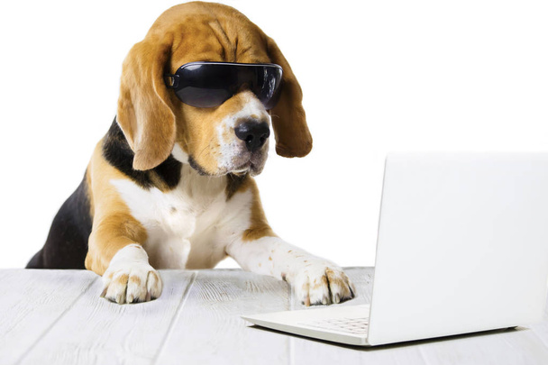 office cute, funny dog beagle, works in a laptop at the table - Foto, Imagem