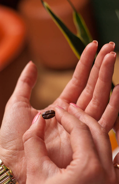 Close-up of girl's hands showing roasted coffee bean in her fingers with blurred background behind. - Foto, Imagen