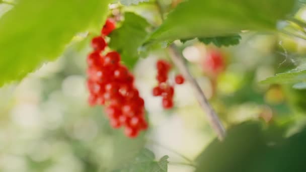 Kırmızı frenk üzümünün aşırı yakın çekim - Video, Çekim