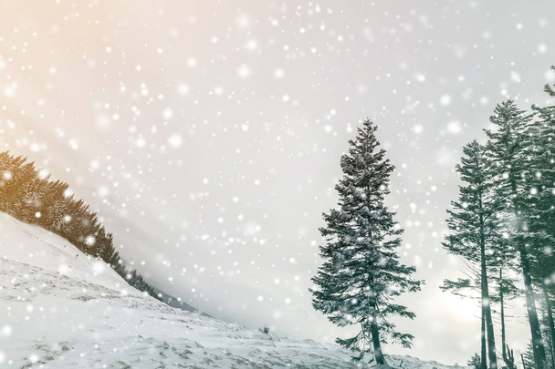 Зимовий пейзаж. Високе соснове дерево на гірському схилі на холоді
 - Фото, зображення