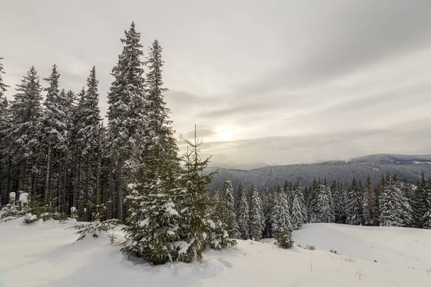 Beautiful winter mountain landscape. Tall dark green spruce tree - Фото, зображення