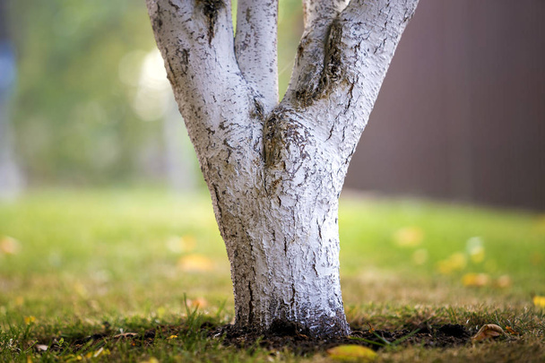 weiß getünchte Baumrinde wächst in sonnigem Obstgarten auf Unschärfe - Foto, Bild
