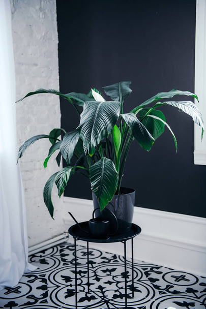 palmeira plana verde com flor branca perto da parede branca isolada
 - Foto, Imagem