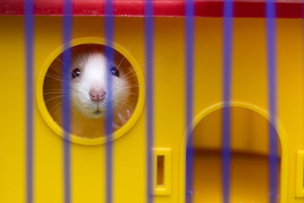 Funny young white and gray tame curious mouse hamster baby with shiny eyes looking from bright yellow cage through bars. Keeping pet friends at home, care and love to animals concept. - Photo, image