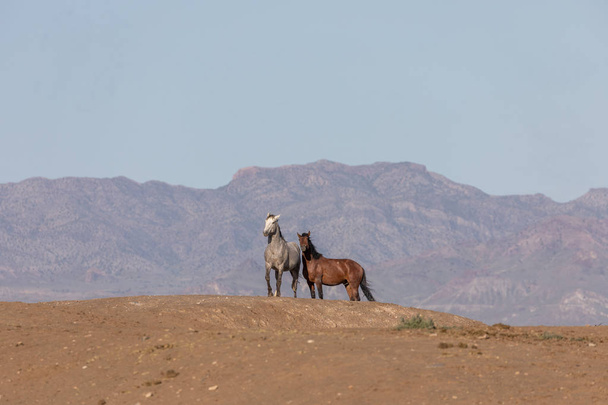 beautiful wild horses in spring in the Utah desert - Foto, immagini