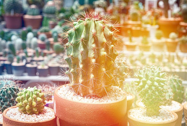 Kaktusz kaktusz tüske, tövis, kaktusz, kaktusz Backgro közelről - Fotó, kép