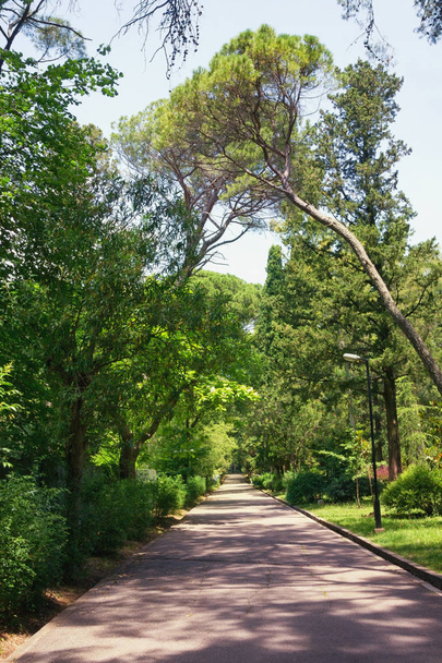 Alley in park. Montenegro, Tivat city. View of botanical garden ( Large Town Park )  - Photo, Image