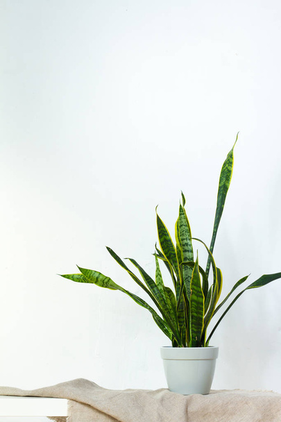 eine große Sansevieria-Pflanze in einem hellgrauen Topf steht auf Naturstoff auf weißer Konsole gegenüber der weißen Strukturwand - Foto, Bild