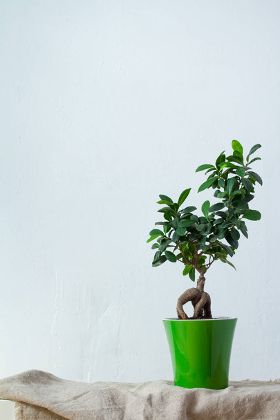 A ficus bonsai in a light green pot stands on natural fabric over the white textural wall - Fotoğraf, Görsel