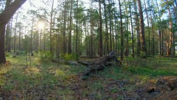 Περπατώντας στο δάσος - Πλάνα, βίντεο