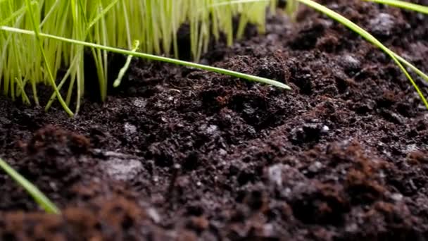 a mezőgazdaság és a kertészkedés fogalma. Friss, zöld és termékeny mezogazdasági növények - Felvétel, videó