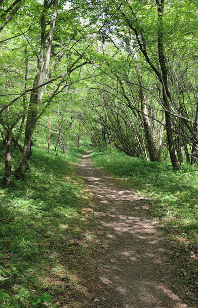 sentiero senza persone nel bosco con molti alberi rigogliosi
 - Foto, immagini