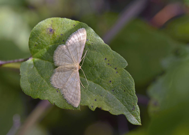 Idaea dilutaria, also called the silky wave, is a moth of the family Geometridae, Greece - Photo, Image