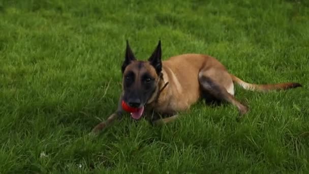 Belgische herder met een speelbal, liggend op het gras in de mond tijdens een wandeling in de natuur - Video