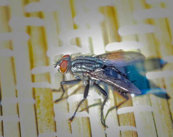 Fly κοντινό-up, έντομα μακρο φωτογραφία, καλοκαιρινά παράσιτα - Φωτογραφία, εικόνα