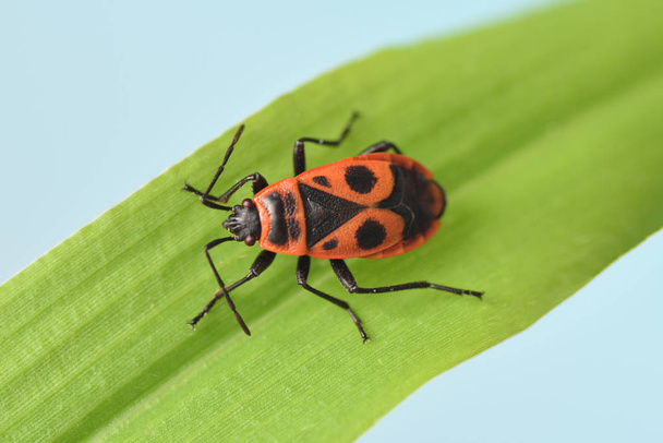 firebug Pyrrhocoris apterus on the leaf - Photo, Image