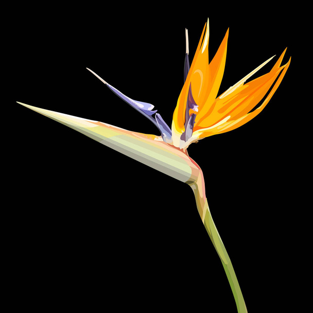 Hintergrund mit Strelitzia reginae - Vektor, Bild