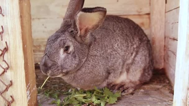 Gran conejo gris come hierba sentado en una jaula de madera. La mano femenina pone la hierba en una jaula
 - Metraje, vídeo