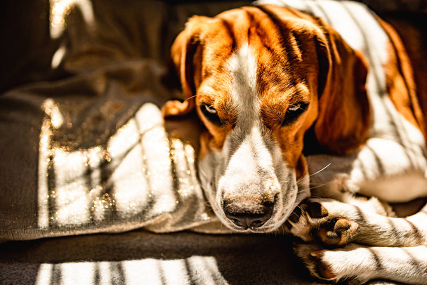 Beagle cane sdraiato su un divano a riposo durante l'ondata di caldo estivo
. - Foto, immagini