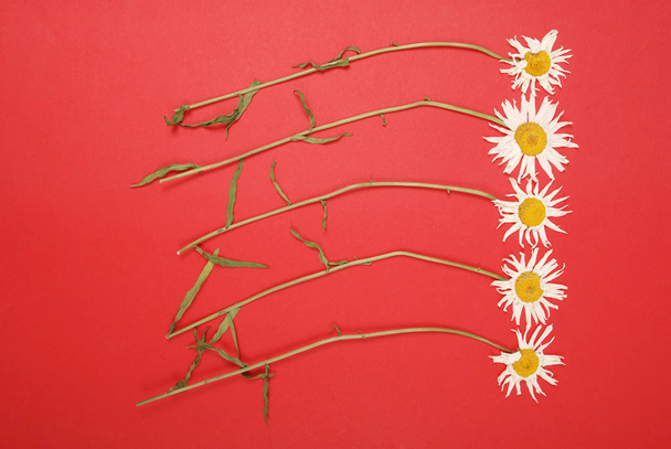 Σύνθεση χαμομίλλα λουλούδια σε έγχρωμο φόντο χαρτί - Φωτογραφία, εικόνα