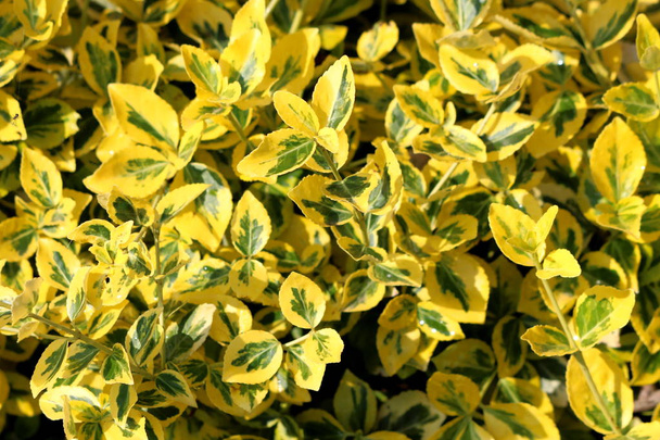 Background texture of Golden Euonymus or Euonymus japonicus Aureo marginatus evergreen densely planted shrub with large leathery glossy oval shaped dark forest green and broadly edged bright golden yellow leaves planted in local garden - Photo, Image