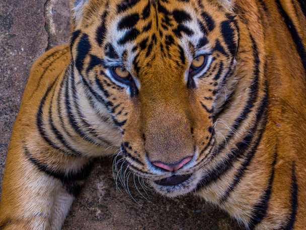 Tiger Portrait  - Photo, Image