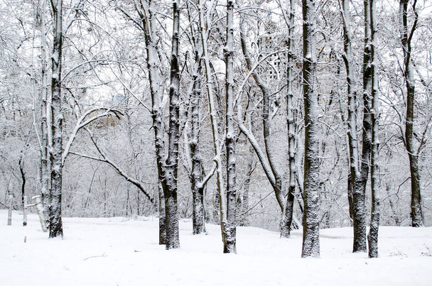 Winterwald. Schnee bedeckte Bäume im Wald. - Foto, Bild