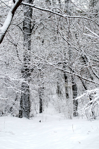 Kış orman. Ormandaki ağaçlar kar kaplı. - Fotoğraf, Görsel