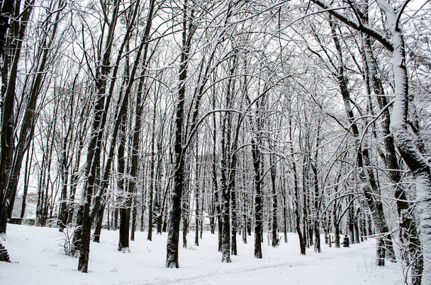 Zimní les. Zasněžené stromy v lese. - Fotografie, Obrázek