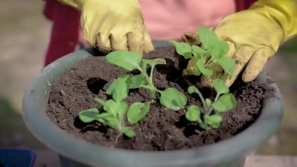 grower is working in garden in summer day, planting small green sprouts in ceramic pot, detail view of hands - Metraje, vídeo