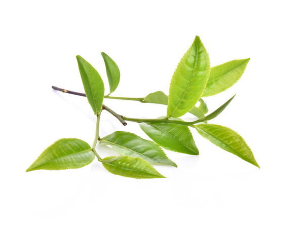 Green tea leaf isolated on white background - Fotoğraf, Görsel