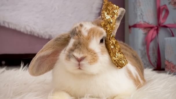 Nahaufnahme von flauschigen beigen Kaninchen - Filmmaterial, Video