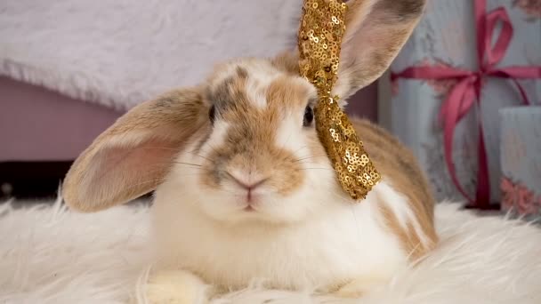 Video de lindo conejo beige con un lazo
 - Imágenes, Vídeo