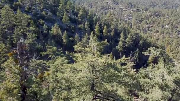 Toma aérea del bosque de pinos californianos - Imágenes, Vídeo