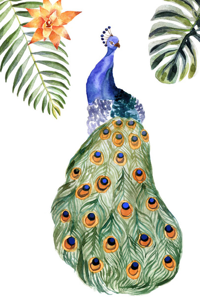 Watercolor peacock isolated on a white background - Φωτογραφία, εικόνα