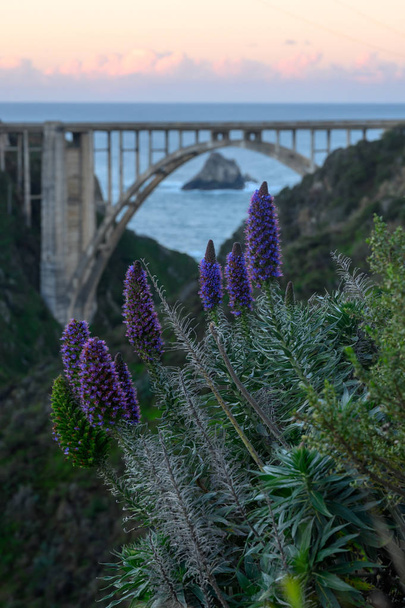 Lumière du matin sur les fleurs violettes et le pont Bixby
 - Photo, image
