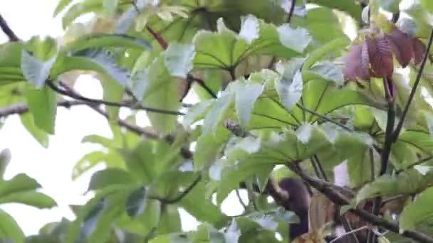 Mexikanischer Brüllaffe hängt in den Bäumen - Filmmaterial, Video