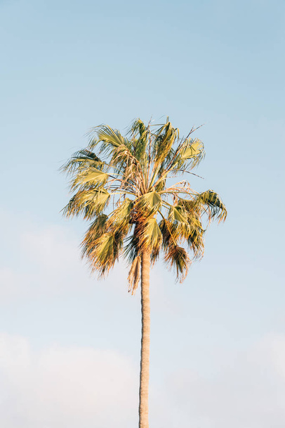 Palm tree and clear blue sky in Laguna Beach, Orange County, Cal - Zdjęcie, obraz