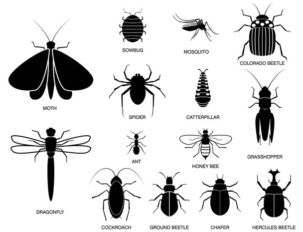 zestaw różnych owadów w sylwetce, z nazwą owadów.   - Wektor, obraz