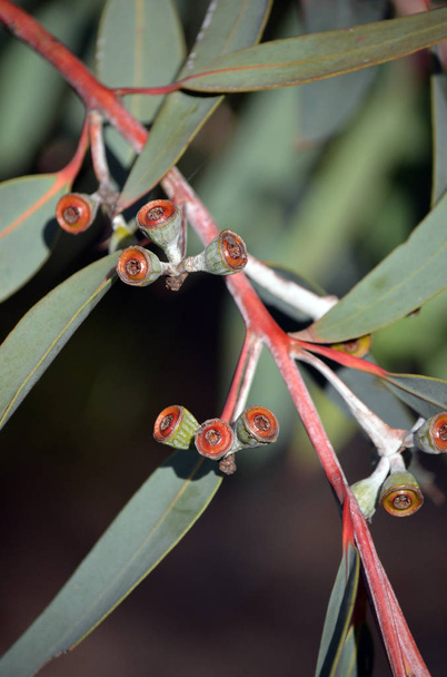 Κόκκινα καρύδια και μπλε πράσινα φύλλα του σπάνιου κίτρινου top Mallee Ash, του ευκάλυπτου luehmanniana, της οικογένειας Μυρτακίων. Ένα απειλούμενο είδος ενδημική σε παράκτια ψαμμίτη βόρεια και νότια του Σίδνεϊ, Νέα Νότια Ουαλία, ανατολική Αυστραλία. - Φωτογραφία, εικόνα