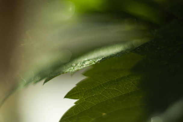 Падіння води на зеленому листі, свіжа зелень після дощу, макрозйомка, велика крупним планом, вибірковий фокус, місце для тексту, фон
 - Фото, зображення