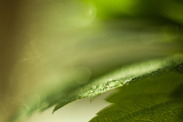 Капля воды на зеленый лист, свежая зелень после дождя, макросъемка, большой крупный план, выборочная фокусировка, место для текста, фон
 - Фото, изображение