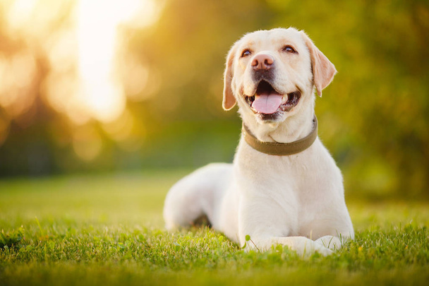 アクティブ、笑顔と幸せな純血ラブラドール取得犬屋外の芝生公園で晴れた夏の日に - 写真・画像