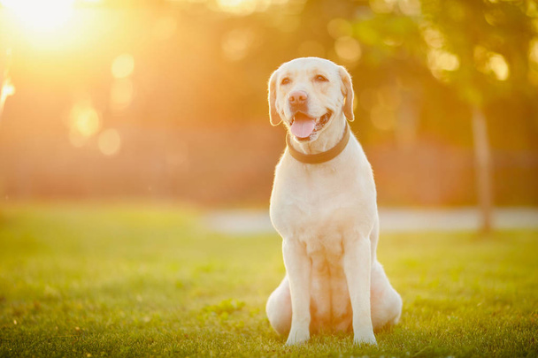 Aktif, gülümseyen ve mutlu safkan labrador av köpeği güneşli yaz gününde çimen parkında. - Fotoğraf, Görsel