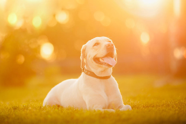 Šťastný čistokrevný, čistokrevný pes labradorského psa venku leží na travním parku Sunset letní den - Fotografie, Obrázek