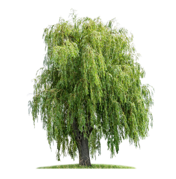 Isolated weeping willow on a white background - Photo, Image