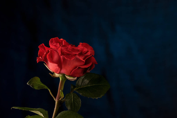 Red rose on blue defocused background. Side view, blank space. Background for desing. - Photo, image