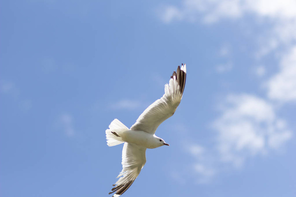One seagull soaring highly in the blue sky - Zdjęcie, obraz